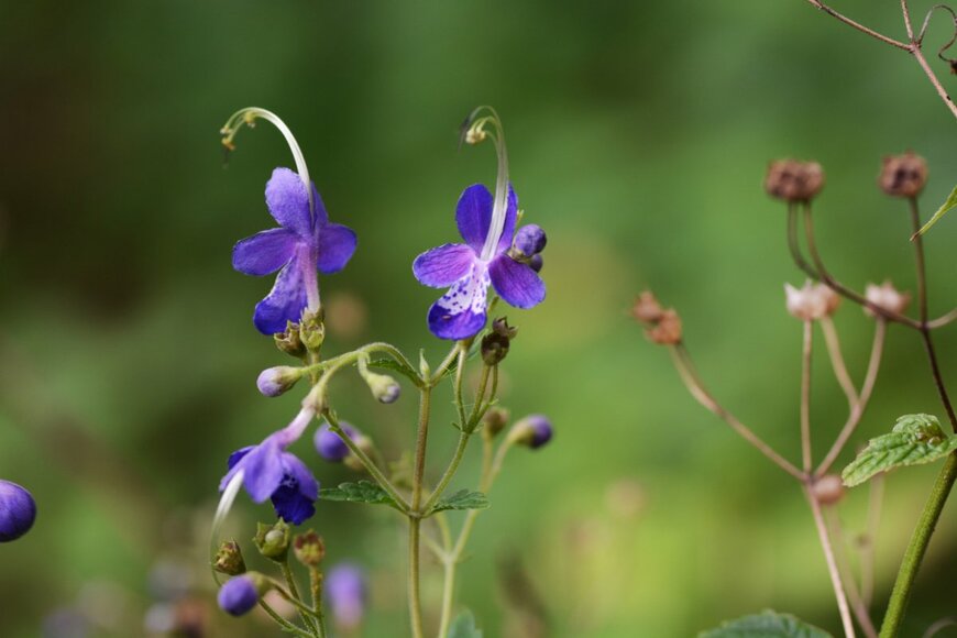 tamu1500/shutterstock.com