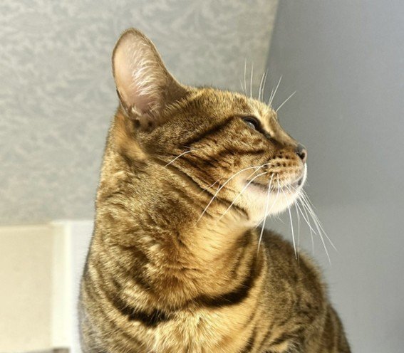 出所：@Beercat_Ana_Dar