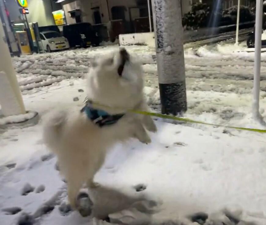 出所：@samoedsoran