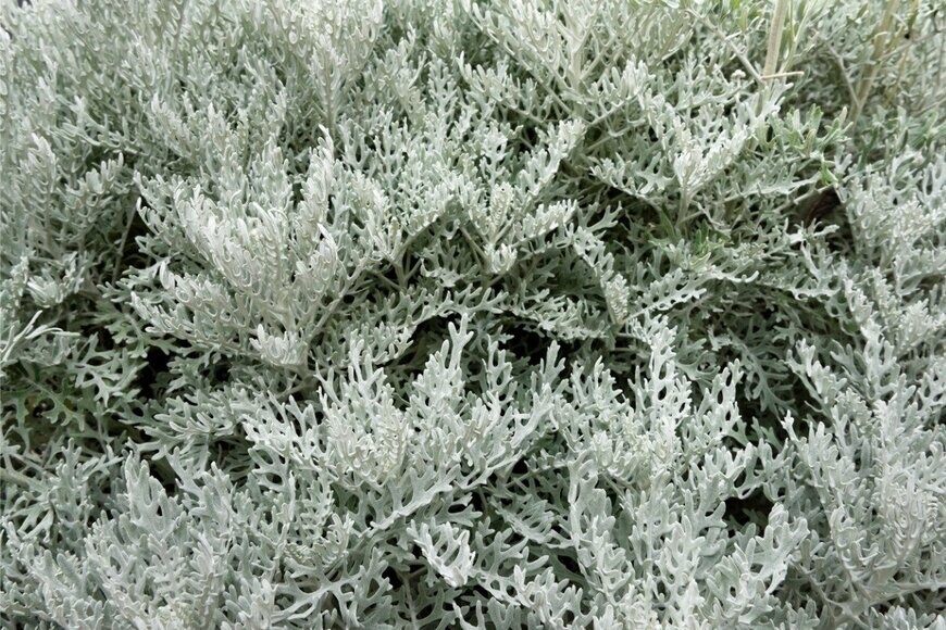 シロタエギク　Orthosie/istockphoto.com