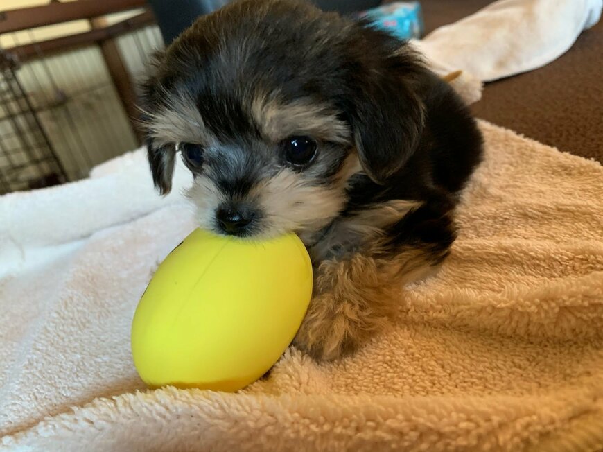 黒い毛色の子犬さん　3歳を迎えた成長姿に「衝撃」「ポケモンみたい！」の声