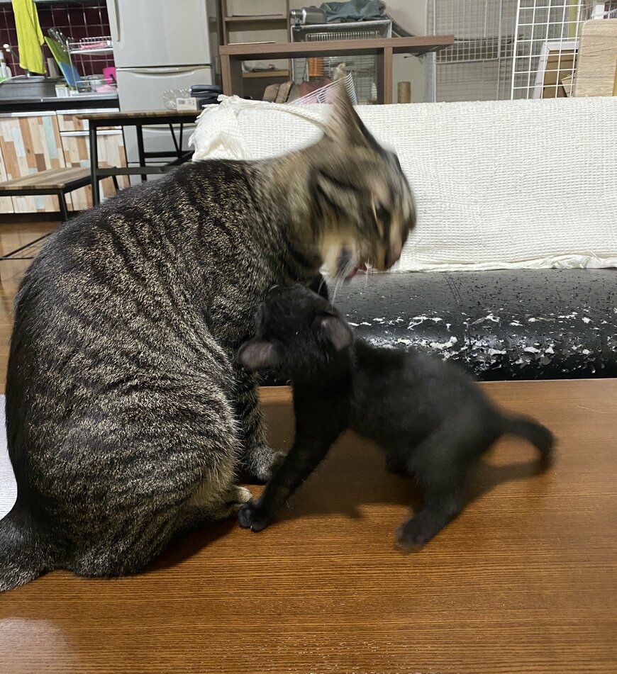 出所：@00shitemita