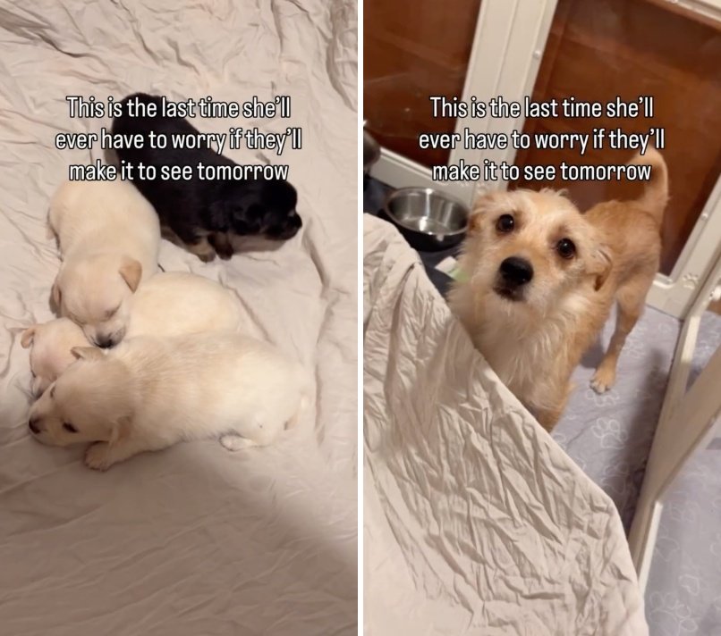 出所：<u><a href="https://www.instagram.com/p/Da8f3BLvm_-/" target="_blank">@lets.rescue.dogs</a></u>