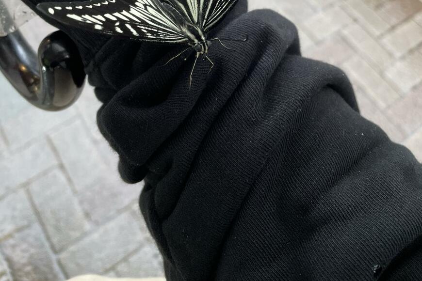 土砂降りの日に腕に止まった「チョウ」　人間を使った雨宿りが話題に