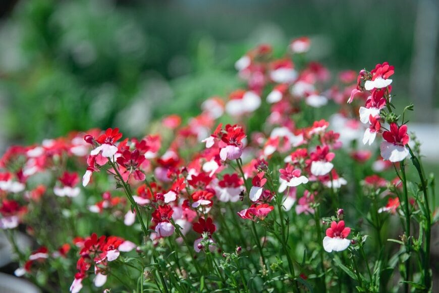 Larisa Bakina/shutterstock.com