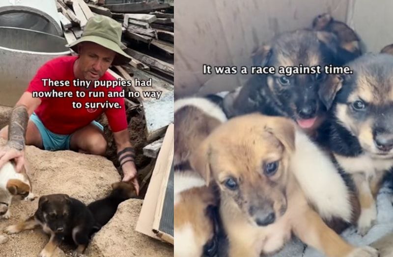 出所：<u><a href="https://www.tiktok.com/@happydoggoniall/video/7647533024866848020" target="_blank">＠happydoggoniall</a></u>
