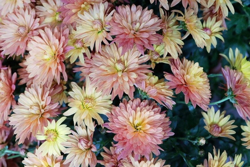 【秋のガーデニング】コンパクトな庭の主役候補。花色がとびきりキレイな多年草・6選