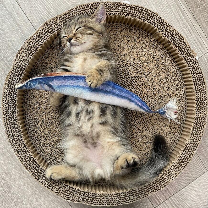 魚を抱いて眠る子猫　「面影がありすぎる」驚きの成長姿に悶絶の声