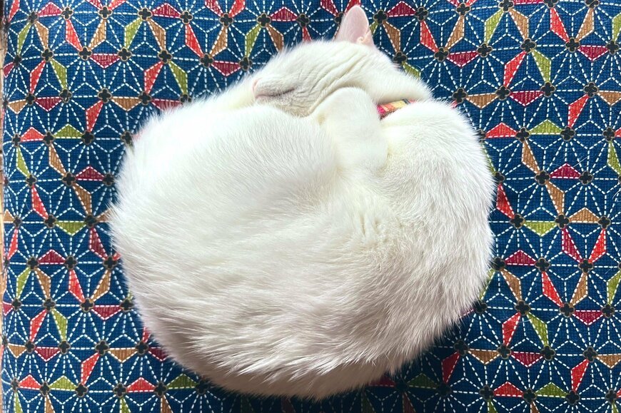 Twitterで話題の真っ白な毛並みの美しい猫