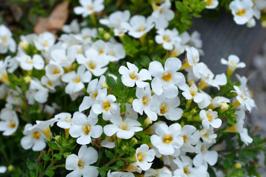 愛らしい小花が這うように広がる「バコパ」