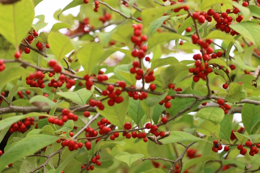 枝に赤く小さな丸い実をつけているウメモドキ。