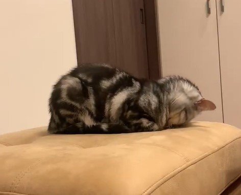 ごめん寝する猫