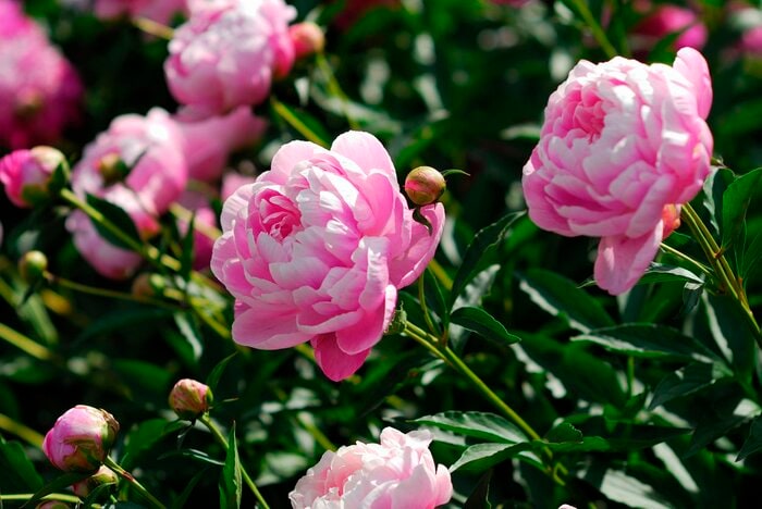 ピンクのシャクヤクの花