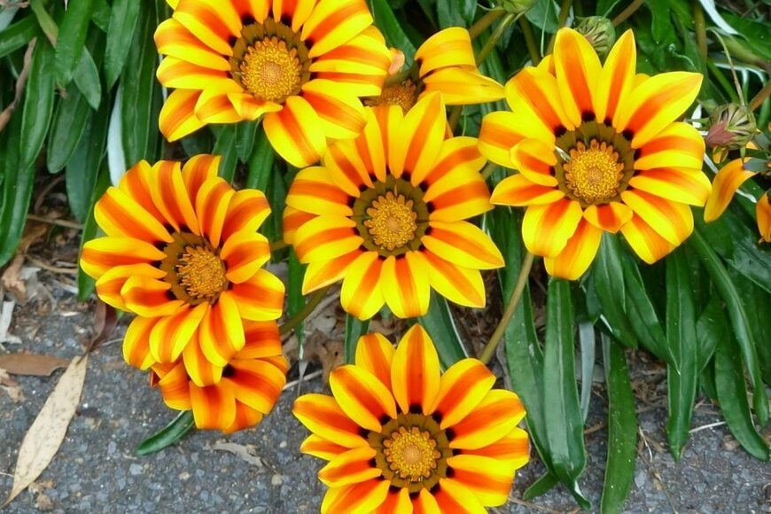 黄色い花びらの中心にオレンジの縦ラインが入った、ガザニアの花