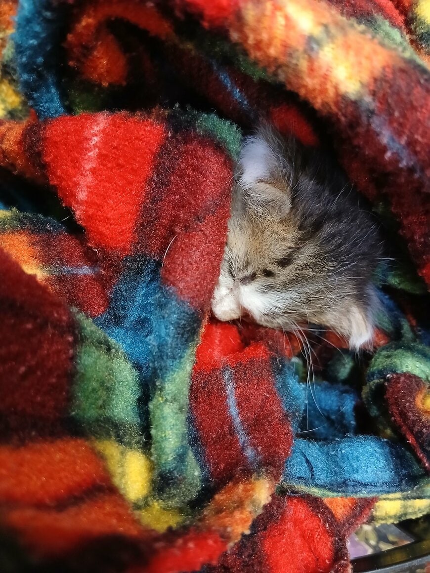 ブランケットにくるまれた子猫