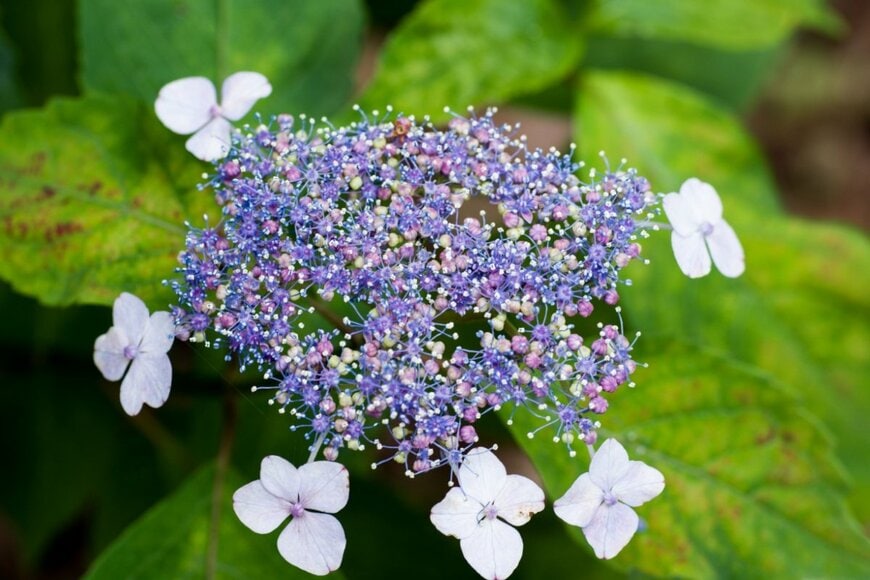 ガクアジサイの一種アマチャの花。花弁は白、中央部は青紫