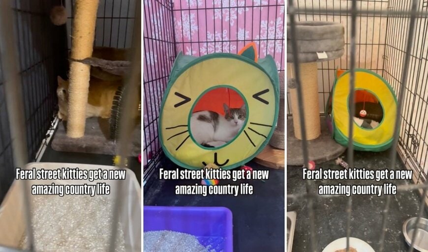 新しい家を手に入れた3匹の猫
