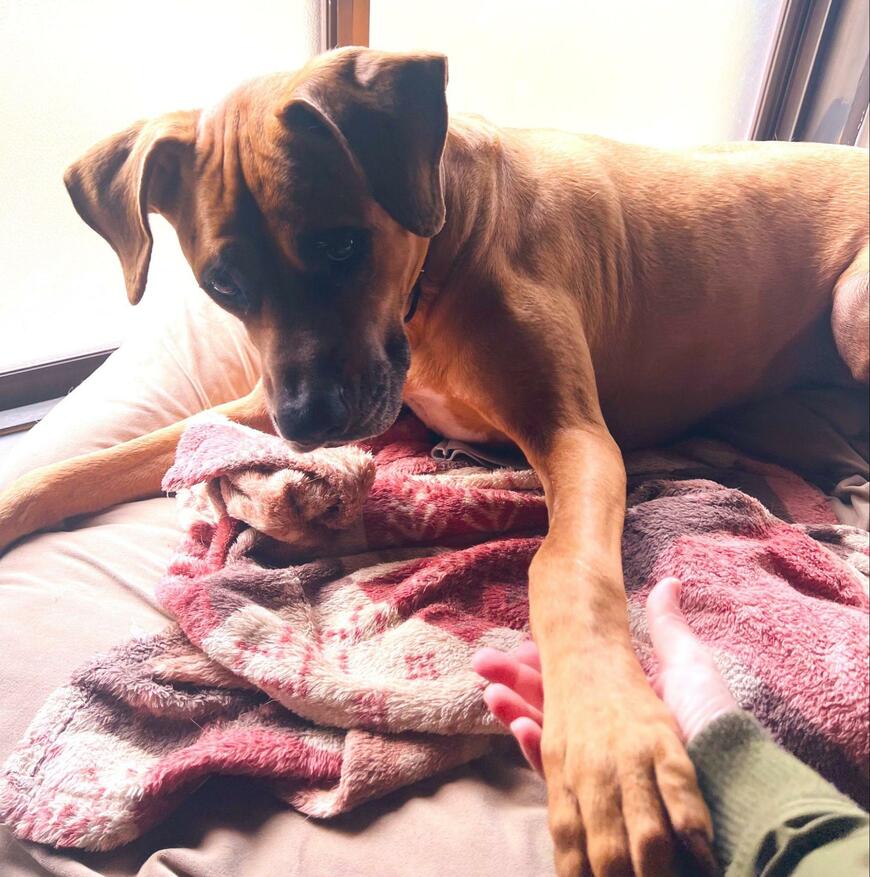 土佐犬と毛布