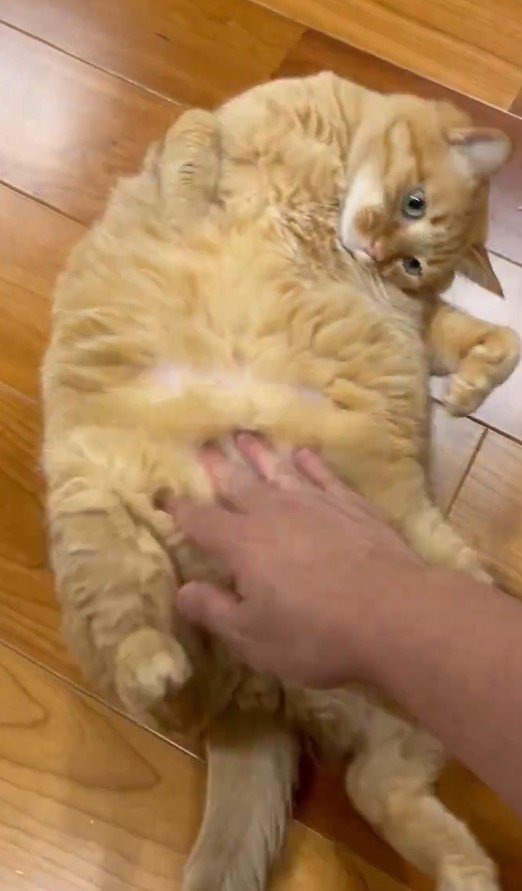 もふもふして欲しい猫