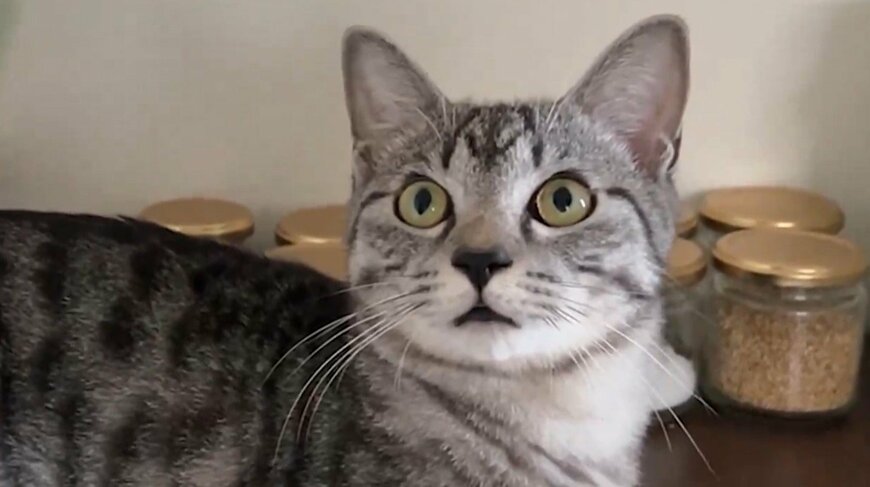 目を丸くする猫