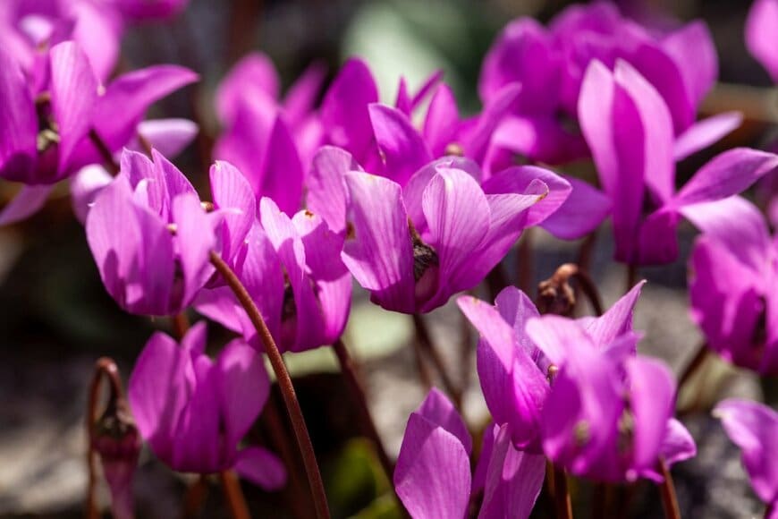 淡い赤紫色の花を咲かせている、ガーデンシクラメン