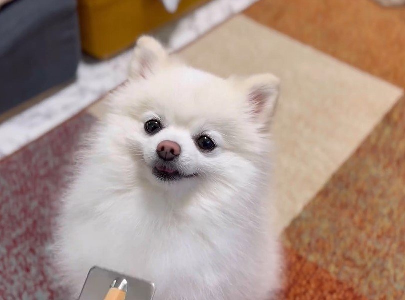 ブラッシングされる犬