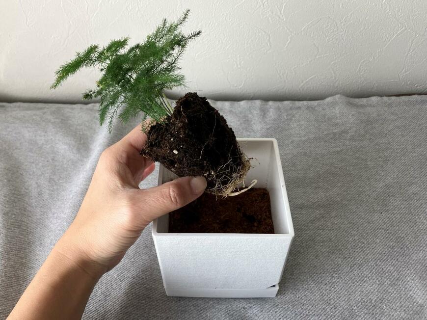 ミニ観葉キューブと観葉植物の土で春植えアスパラをお迎え