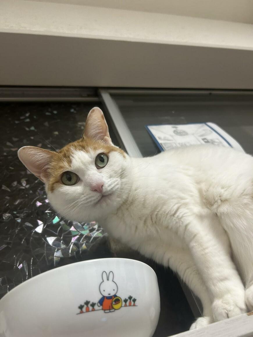 かわいい猫