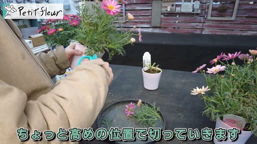 プチ・フルール（@petit_fleur）さん投稿動画のキャプチャ