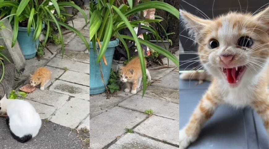 路上で見つかった子猫と、おびえて威嚇する様子