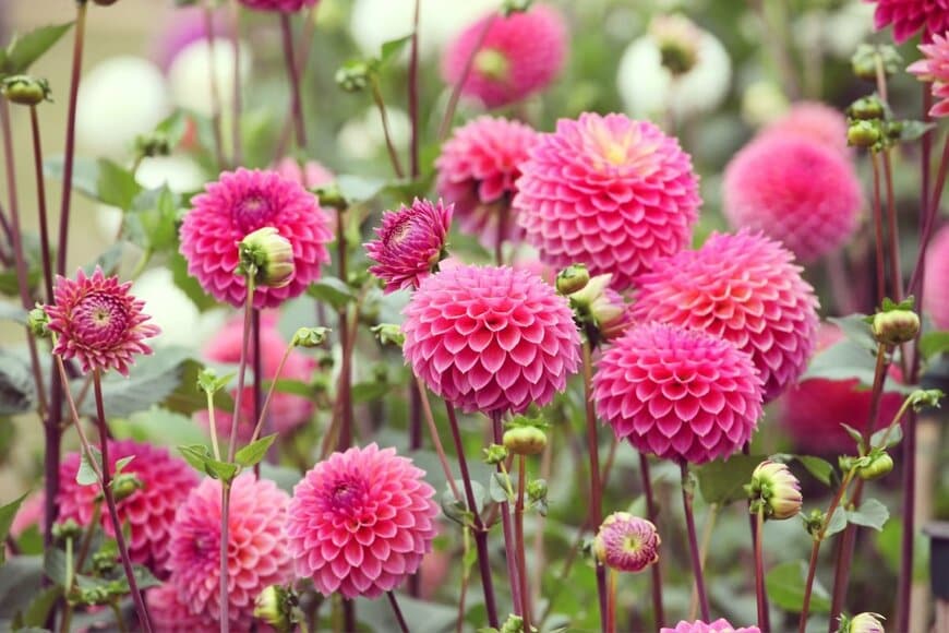 ピンクのポンポン咲きのダリアの花