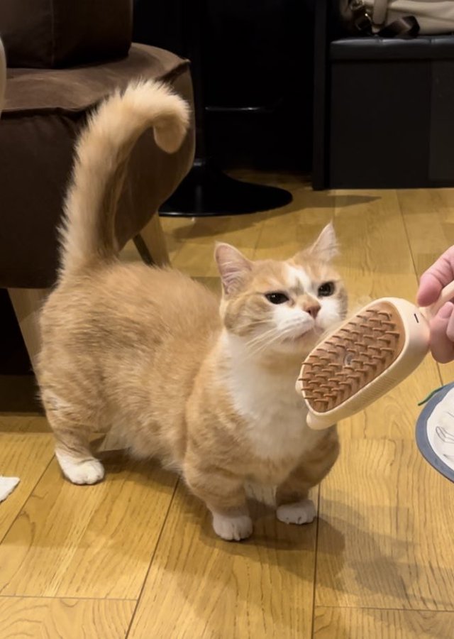 くるくるしっぽの猫