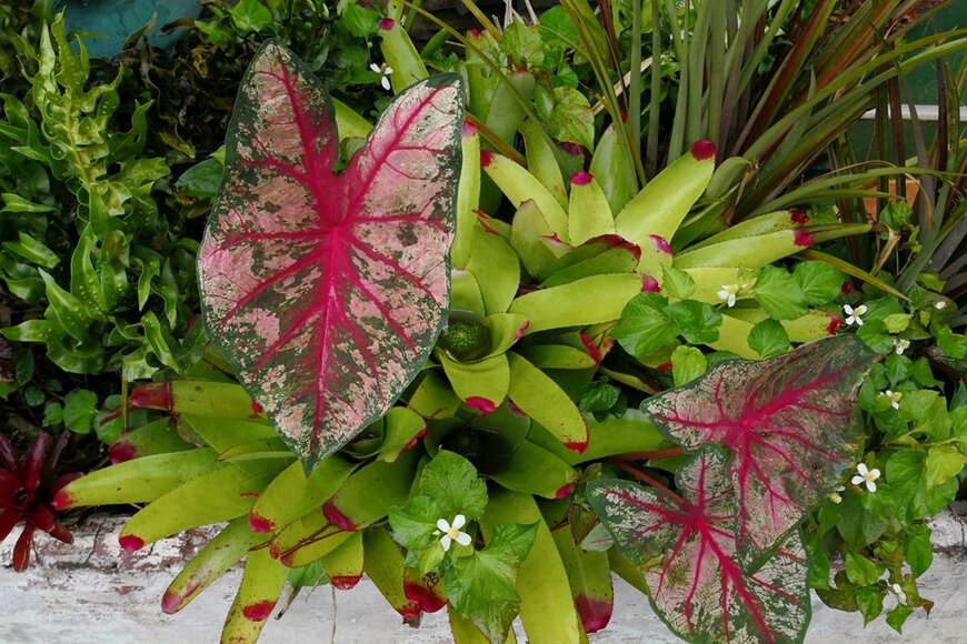 赤やピンク、黄緑色など、個性的な葉をもつ植物で作られた寄せ植え