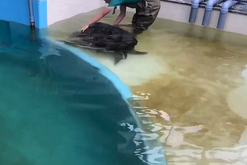 ウミガメの水槽の掃除