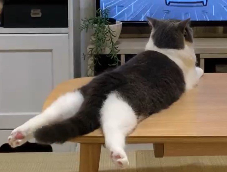 ちいかわを鑑賞する猫