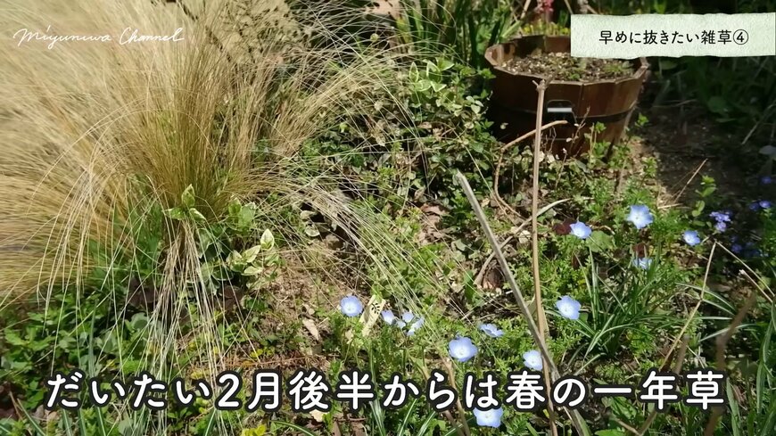 一年草タイプの雑草