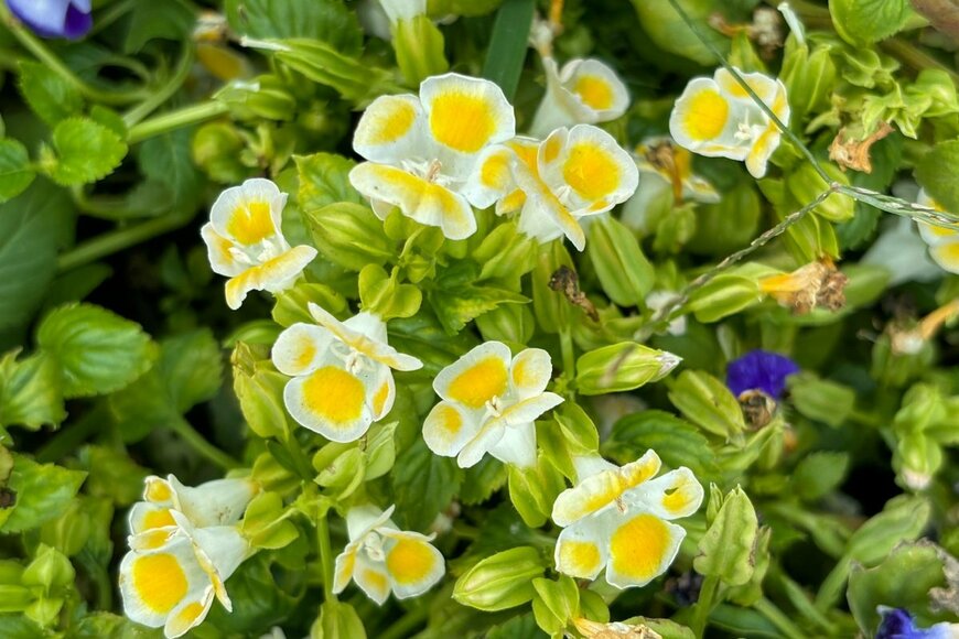 トレニアの花。色は黄色と白のツートンカラー。