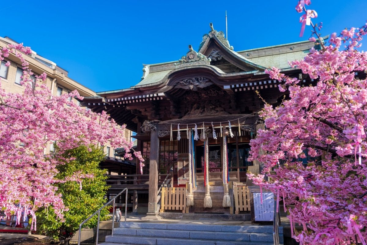 雨の日の夜に撮影された「桜神宮」の写真 「この条件でしか見られない