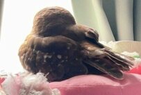 【ちょこんとお座りフクロウ】窓を見つめるフクロウさんのお行儀の良さに思わずほっこり