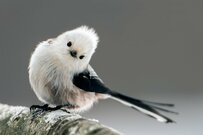 「年金」本当はみんな月平均いくらもらっているのか。厚生年金と国民年金ごとに確認