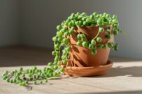 新年に迎えたい【観葉植物8選】1年の幸運を願って飾るインテリアグリーン