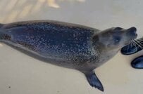 【東武動物公園】「昼間からゴロゴロ〜ゴロゴロ〜」あざとすぎるかわいい姿を見せるゴマフアザラシを激写（埼玉県）