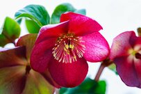 初心者にオススメ【冬に咲く育てやすい花10選】冬の庭を癒やしの空間に！