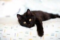 【能力者？】キッチンに来た黒猫に強烈な違和感　「残像」を作り出した黒猫に思わず笑ってしまう