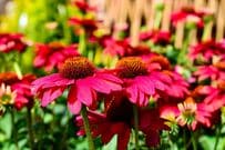乾燥と暑さに強い「夏ガーデンの定番花3選」初夏から秋まで長く咲く《水やり楽ちん》