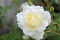 【1月のガーデニング】草花＆バラのお手入れポイントは？新年に咲く花々も紹介！