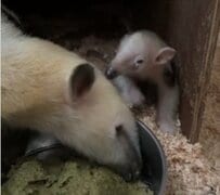 【愛媛県】（ホリホリホリホリ...）一心不乱に穴を掘るコアリクイの子供の顔が泥だらけ過ぎる！「アリを探しているのかな」【愛媛県立とべ動物園】