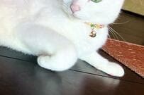 お団子カラーの猫さんが話題　美しすぎる風貌に「クレオパトラ」の声