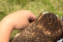 子どもに抱っこされて「落ち着くフクロウ」　とある生物に怯えている様子に思わず二度見