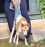 高齢で後ろ足が動かなくなった犬 レスキューのサポートでリハビリを続け、見事に回復！